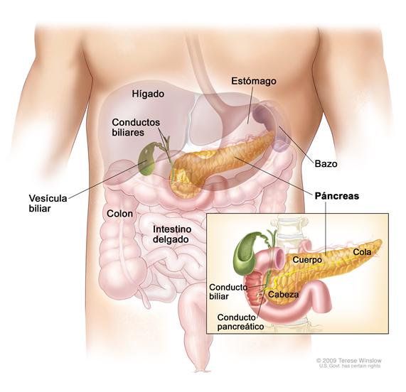 Anatomía del páncreas; el dibujo muestra el páncreas, el estómago, el bazo, el hígado, la vesícula biliar, los conductos biliares, el colon y el intestino delgado. Un recuadro muestra la cabeza, el cuerpo y la cola del páncreas. También se muestra el conducto biliar y el conducto pancreático.