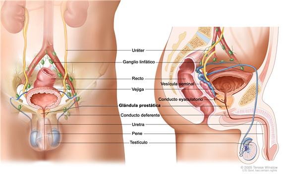 Anatomía del sistema reproductor y el sistema urinario masculino; el dibujo muestra vistas frontales y laterales de los uréteres, los ganglios linfáticos, la vejiga, el recto, la glándula prostática, la uretra, el conducto deferente,  el pene y los testículos, la vesícula seminal, y el conducto eyaculatorio.