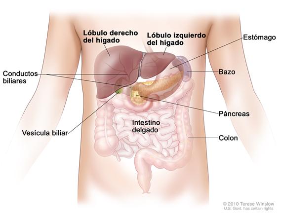 Anatomía del hígado; la figura muestra los  lóbulos derecho e izquierdo del hígado, los conductos biliares, la vesícula biliar, el estómago, el bazo, el páncreas, el colon y el intestino delgado.  Los lóbulos posteriores del hígado no se muestran.