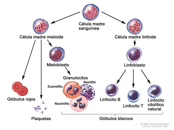 Evolución de una célula sanguínea; el dibujo muestra el proceso por el que pasa una célula madre sanguínea para convertirse en un glóbulo rojo, una plaqueta o un glóbulo blanco. Una célula madre mieloide se convierte en un glóbulo rojo, una plaqueta, o un mieloblasto el cual luego se convierte en un granulocito (los tipos de granulocitos son eosinófilos, basófilos y neutrófilos). Una célula madre linfoide se convierte en un linfoblasto y luego en un linfocito B, un linfocito T o un linfocito citolítico natural.