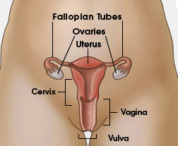 Diagram of the female genital tract depicting fallopian tubes, ovaries, uterus, cervix, vagina, and vulva.