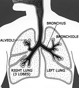 Image of the torax with a diagram of lungs, alveoli, bronchus, and bronchiole. The right lung has three segments or lobes and the left lung has two.