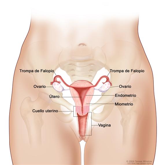 Anatomía del aparato reproductor femenino; la imagen muestra el útero, el miometrio (capa muscular externa del útero), el endometrio (revestimiento interno del útero), los ovarios, las trompas de Falopio, el cuello uterino y la vagina.