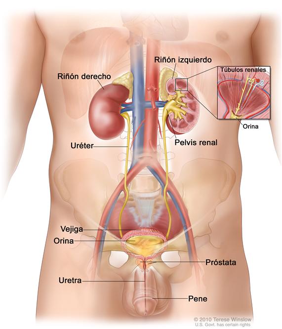 Anatomía del sistema urinario masculino; se observan los riñones derecho e izquierdo, los uréteres, la vejiga llena de orina y la uretra que pasa a través del pene. En el interior del riñón izquierdo se observa la pelvis renal. En el recuadro, se observan los túbulos renales y la orina. También se muestra la próstata.