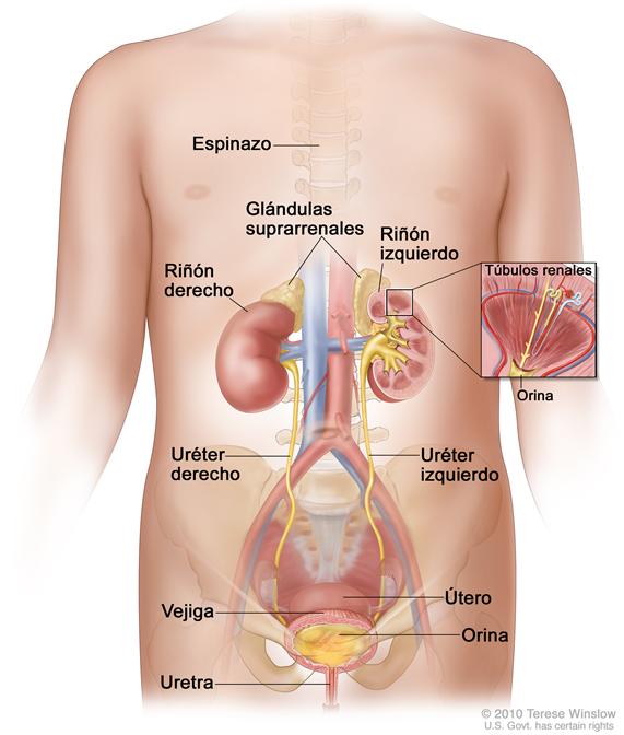Anatomía del sistema urinario femenino; la imagen muestra una vista de frente del riñón izquierdo y derecho, los uréteres, la uretra y la vejiga llena de orina. En el interior del riñón izquierdo se ve la pelvis renal. En un recuadro se ven los túbulos renales y orina. También se ve el espinazo, las glándulas suprarrenales y el útero.