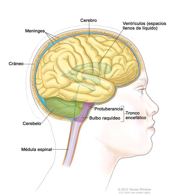Dibujo de la anatomía del encéfalo que muestra el tronco encefálico, la protuberancia, el bulbo raquídeo, la médula espinal, el cerebelo, el cerebro, las meninges, los ventrículos (espacios llenos de líquido) y el cráneo.