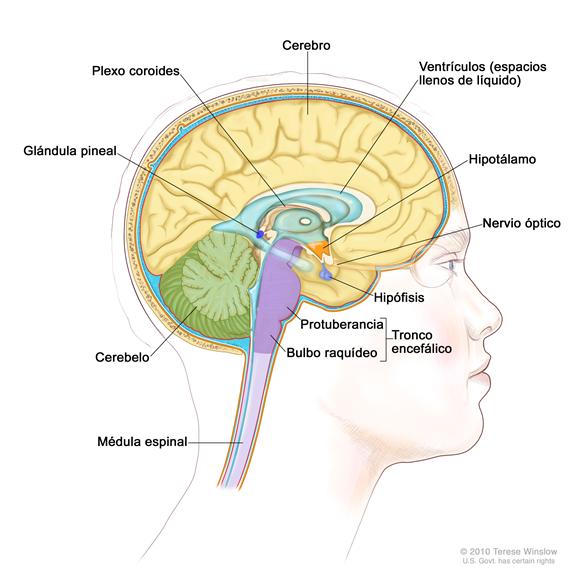 Dibujo del interior del encéfalo que muestra los ventrículos (espacios llenos de líquido), el plexo coroides, el hipotálamo, la glándula pineal, la hipófisis, el nervio óptico, el tronco encefálico, el cerebelo, el cerebro, el bulbo raquídeo, la protuberancia y la médula espinal.