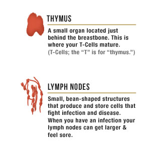 Thymus, a small organ located just behind the breastbone. This is where your T-Cells mature.  Lymph nodes, small bean-shaped structures that produce and store cells that fight infection and disease. When you have an infection your lymph nodes can get larger and feel sore.