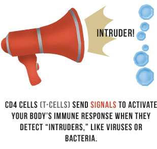 CD4 Cells (T-Cells) send signals to activate your body's immune response when they detect intruders like viruses or bacteria