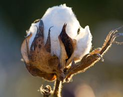 Focus on Prices and Spending: The Impact of Soaring Cotton Prices on Consumer Apparel Prices