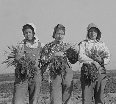 Mexican farm workers