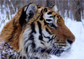 Amur tiger in winter. Credit: John Goodrich / WCS 