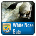 White Nose Bat Syndrome