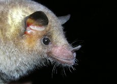 image of a Mexican long-nosed bat