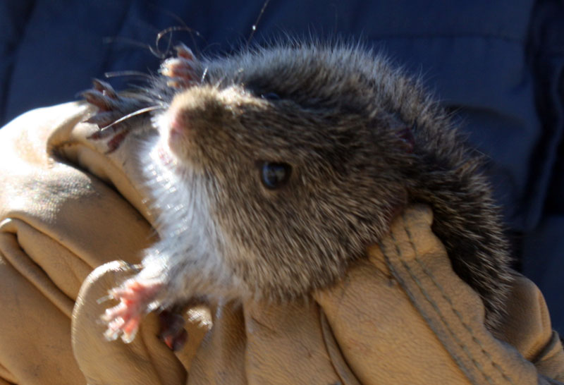 First Colorado River Cotton Rat found in Southern Nevada since 1961, March 2012 - Photo by Nick Rice SWNA