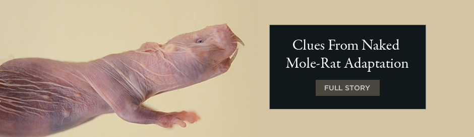Clues From Naked Mole-Rat Adaptation