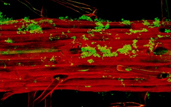 3-D image of the biofilm formed by soil bacteria