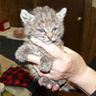 A Picture of a Baby Bobcat