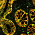 microscopic image of a several oval-shaped nanoparticles with an honeycomb-like internal structure.