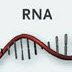 cropped illustration of RNA