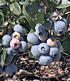Gupton blueberries ripening on the bush.