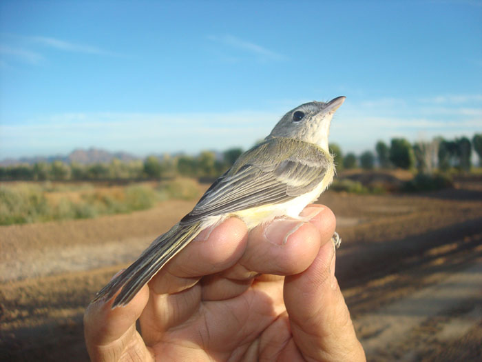 Bell's vireo captured in November 2008 at Cibola National Wildlife Refuge nature trail, near Blythe, CA - Photo by Reclamation