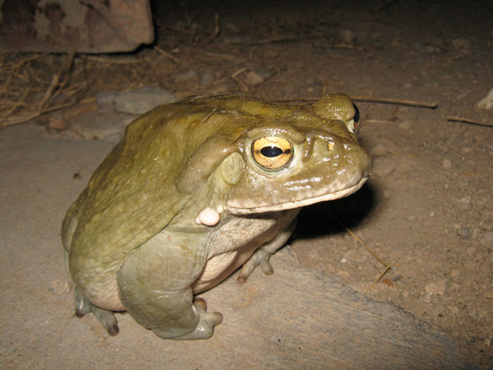 Colorado River toad observed at Planet Ranch, Bill Williams River, AZ, September 2009 - Photo by Joe Hildreth