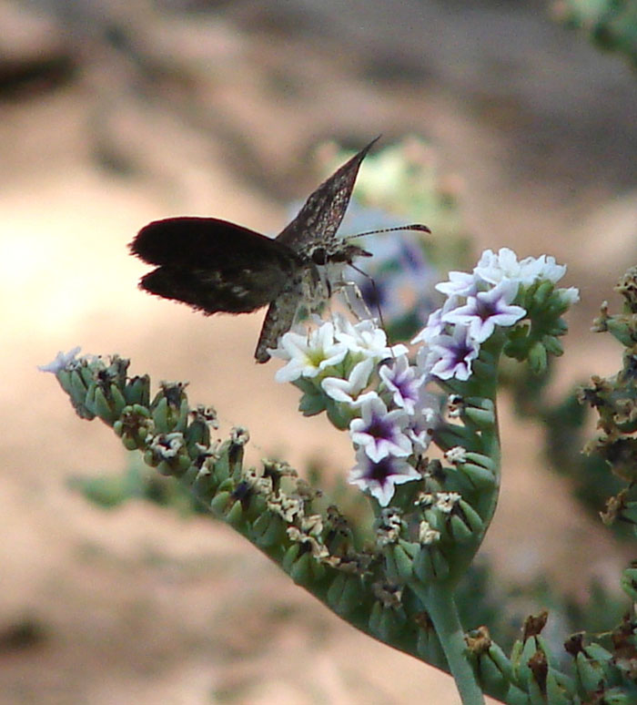 Adult MacNeill's sootywing feeding at a heliotrope inflorescence in 2006 at Cibola National Wildlife Refuge, near Blythe, CA - Photo by Reclamation