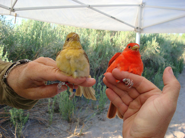 Pair of color banded summer tanagers at Beal Restoration Site, within Havasu National Wildlife Refuge, near Needles, CA - Photo by Reclamation