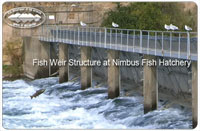 Photo of Fish Weir Structure at Nimbus Fish Hatchery
