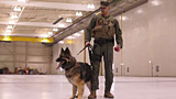 A Military Working Dog Handler