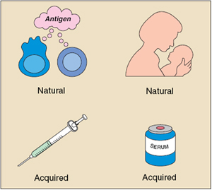 Antigen, Natural, and Acquired Immunity.
