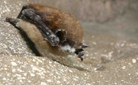 Bat infected with White-nose Syndrome 