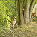 Asian Longhorned Beetle Detector Dogs