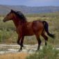 Wild horse near Rock Springs, Wyoming.