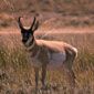 Pronghorn in Wyoming.