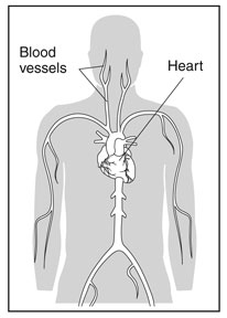 Drawing of a body torso with the heart and blood vessels labeled.