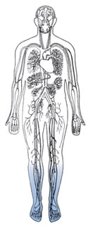 Drawing of an outline of a body showing the heart and blood vessels.