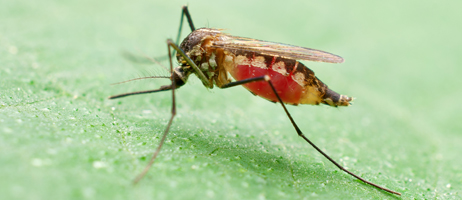 photo of mosquito