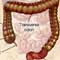 Illustration showing colon and rectum 
