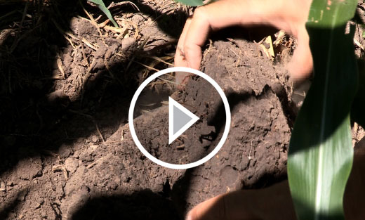VIDEO: Some USDA experts are suggesting that at least part of the drought solution can be found in healthier soil.