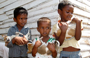 Three young boys pictured with their puppies in a community in northern Colombo, Sri Lanka. 