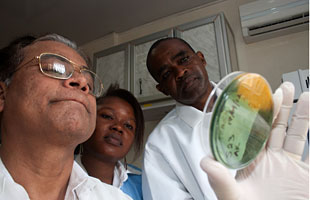 Dr Azharul Islam Khan, microbiologist from ICDDR,B, laboratory scientist Musu Abu and Sierra Leone's only parasitologist Dr Abdul Kamara  observe the yellow bloom of cholera bacteria, grown from a sample taken from a patient in Freetown.