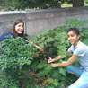 Interns Meagan Downey and Sarah Hussain kneeling in DOI's organic garden and picking an eggplant.
