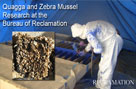 Report and  Video on Reclamation's Quagga and Zebra Mussel Research Available