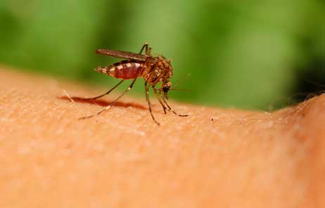Learn more about preventing mosquito bites and mosquito-related viruses.