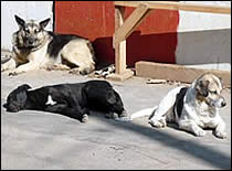 Photo of stray dogs.