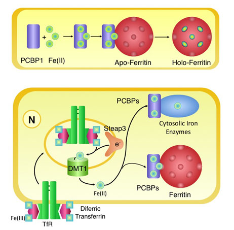 PCBP1 binds three Fe(II) ions and also binds ferritin. Iron is transferred to the ferritin pores for oxidative mineralization of the iron core