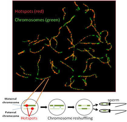In this image, hundredfold magnification of a single sperm precursor cell shows the chromosomes – in green – and the places where these chromosomes are most likely to break apart and re-form, called genetic recombination hotspots – in red. Genetic rearrangements at these hotspots have the potential to shuffle maternal and paternal chromosomes, the end results of which ensure that the genetic information in every sperm cell is unique. Source: Fatima Smagulova, Ph.D., USU, and Kevin Brick, Ph.D., NIDDK, NIH.