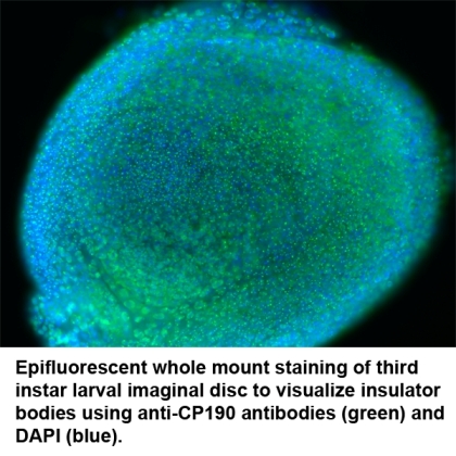 Epifluorescent whole mount staining of third instar larval imaginal disc to visualize insulator bodies using anti-CP190 antibodies (green) and DAPI (blue).